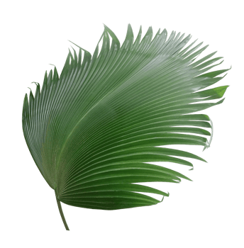 palm tree leaf on transparent background png file
