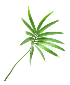 palm tree leaf on transparent background png file
