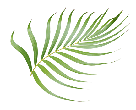 tropical green palm leaf isolated on transparent for summer background png file