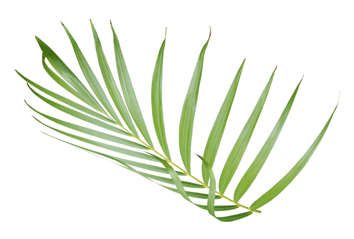 tropical green palm leaf isolated on transparent for summer background png file