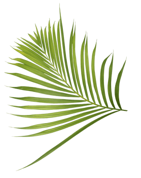 palm tree leaf on transparent background png file