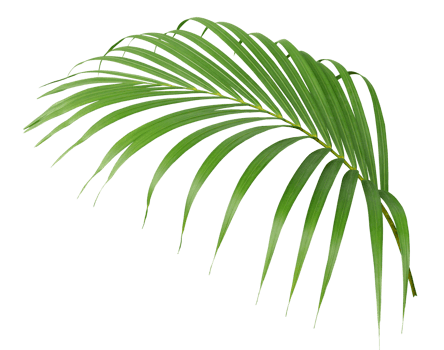 tropical green palm leaf isolated on transparent for summer background png file