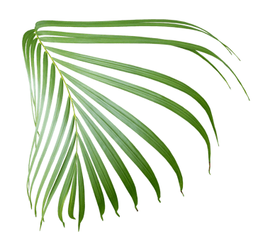 palm tree leaf on transparent background png file
