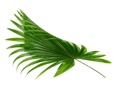 palm tree leaf on transparent background png file