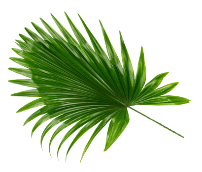 palm tree leaf on transparent background png file