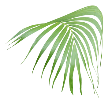 tropical green palm leaf isolated on transparent for summer background png file