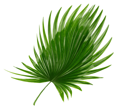 palm tree leaf on transparent background png file