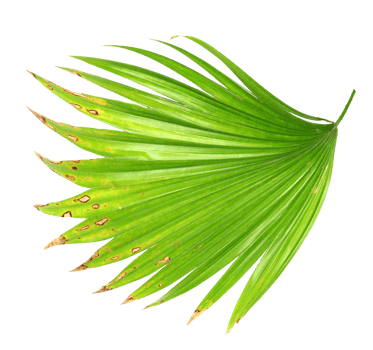 palm tree leaf on transparent background png file