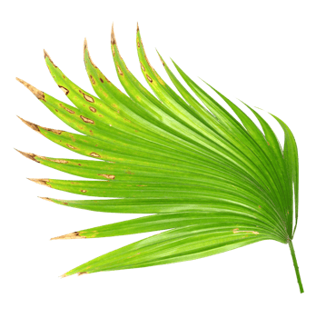 palm tree leaf on transparent background png file