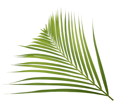 palm tree leaf on transparent background png file