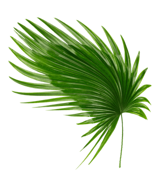 palm tree leaf on transparent background png file