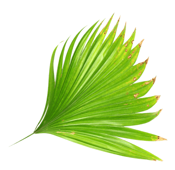 palm tree leaf on transparent background png file