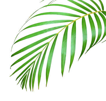 palm tree leaf on transparent background png file