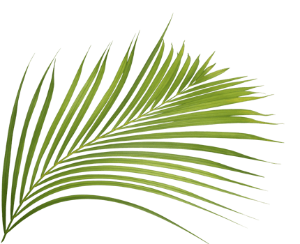 palm tree leaf on transparent background png file