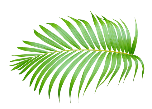 palm tree leaf on transparent background png file