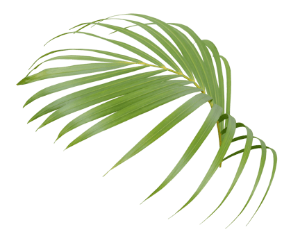 palm tree leaf on transparent background png file
