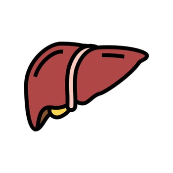 liver human organ color icon vector illustration