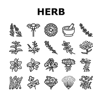 Medical Herb Natural Ingredient Icons Set Vector