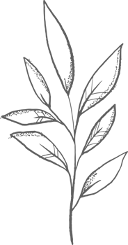 collection forest fern eucalyptus art foliage natural leaves herbs inline style. Decorative beauty, elegant illustration png