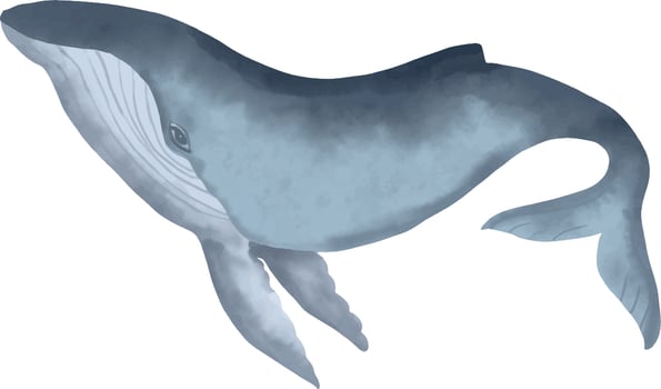 Watercolor blue humpback Whale. Hand drawn vector illustration of big underwater mammal Animal. Isolated object on white background. Marine and ocean fauna