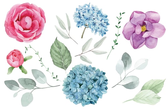 Watercolor drawing. collection of flowers and leaves. pink, blue, purple rose, hydrangea and magnolia flowers and green eucalyptus leaves isolated on white background. realistic painting. vector