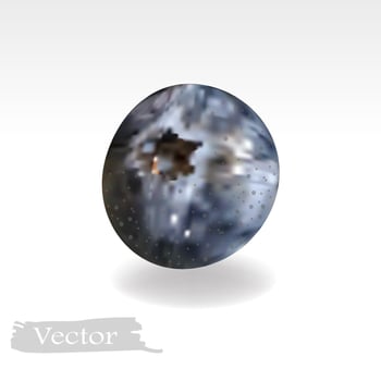 Vector illustration of realistic blueberry