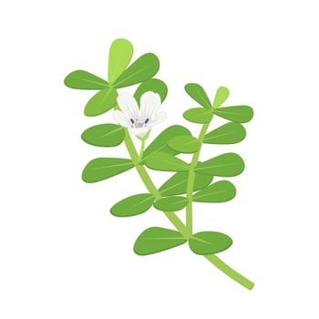 Vector illustration, Brahmi or Bacopa monnieri, isolated on white background.