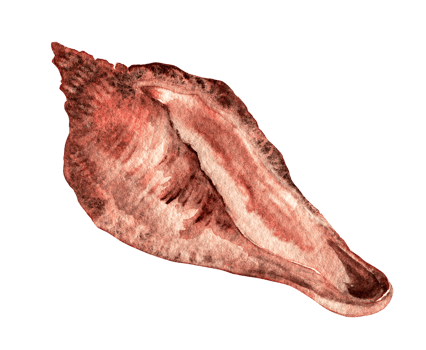 Watercolor brown tropical seashell png