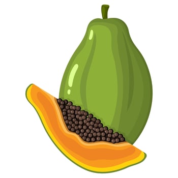 Fresh bright exotic whole and cut slice papaya fruit isolated on white background. Summer fruits for healthy lifestyle. Organic fruit. Cartoon style. Vector illustration for any design.