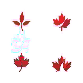 Maple leaf vector illustration design template