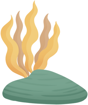 seaweed cute cartoon colourful sea element png