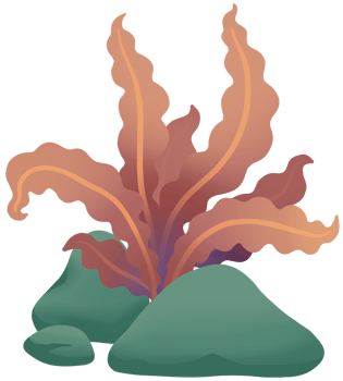 seaweed cute cartoon colourful sea element png