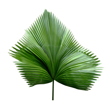 tropical green blowing palm leaf isolated on transparent background png file