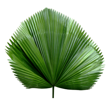 tropical green blowing palm leaf isolated on transparent background png file