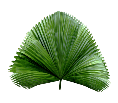 tropical green blowing palm leaf isolated on transparent background png file