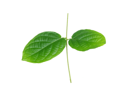 stalk green leaf isolated on transparent background png file