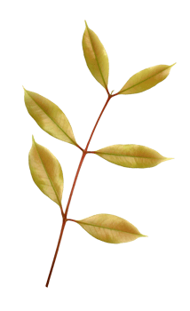 green leaf isolated on transparent background png file