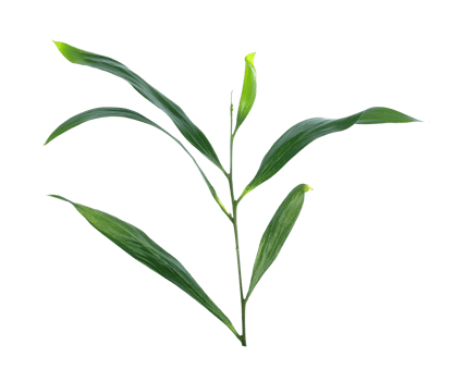 stalk green leaf isolated on transparent background png file
