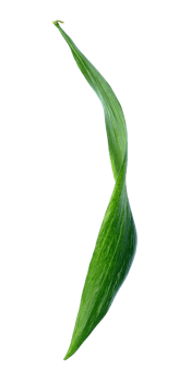 green leaf isolated on transparent background png file