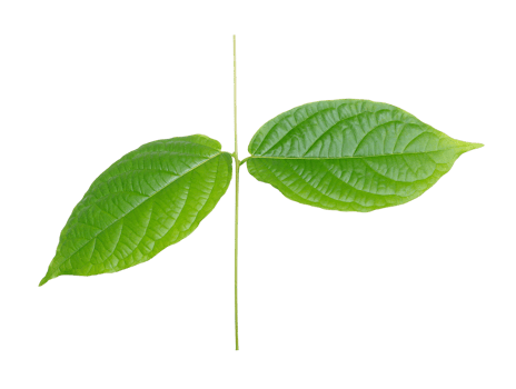 stalk green leaf isolated on transparent background png file
