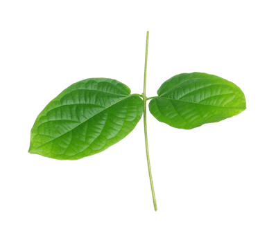 green leaf isolated on transparent background png file