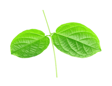 green leaf isolated on transparent background png file