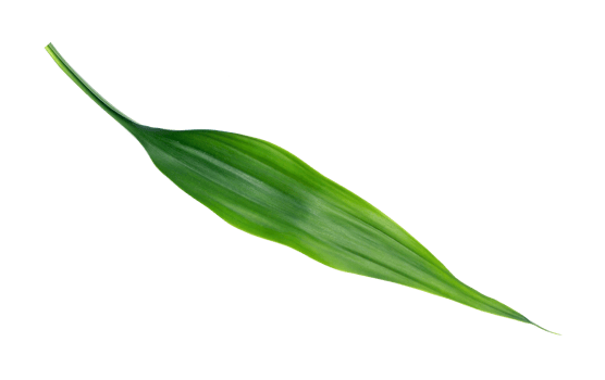 green leaf isolated on transparent background png file