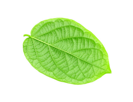 green leaf isolated on transparent background png file