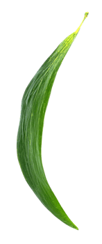 collection green leaf isolated on white background png