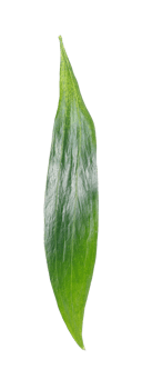 green leaf isolated on transparent background png file