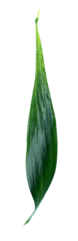 green leaf isolated on transparent background png file