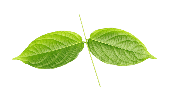 stalk green leaf isolated on transparent background png file