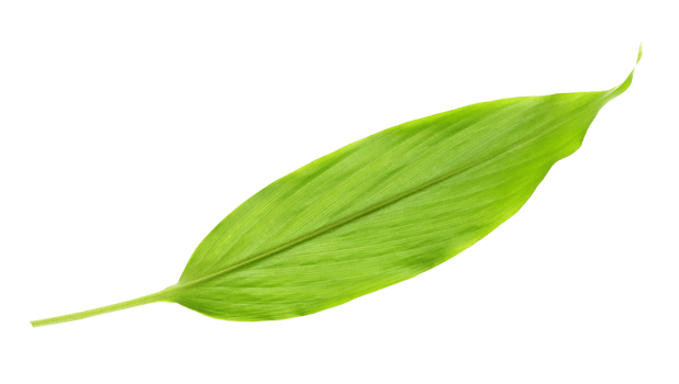 green leaf isolated on transparent background png file