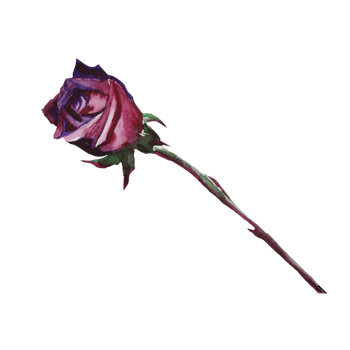 rose bud watercolor png